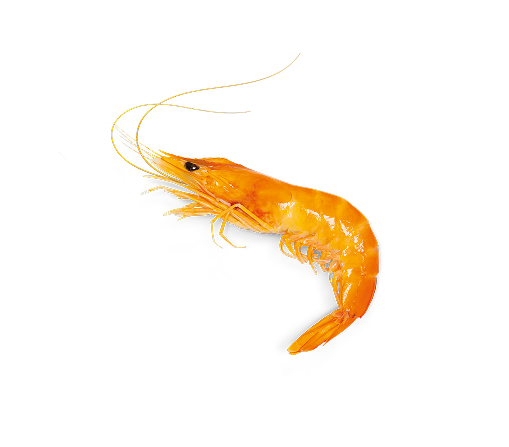 mada-shrimp